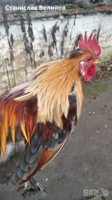 Продавам петлета джинки , снимка 1