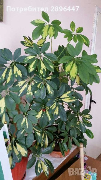 Шефлери-шарени-много красиви! Високи 1.60 м-двете 170 лв , снимка 1