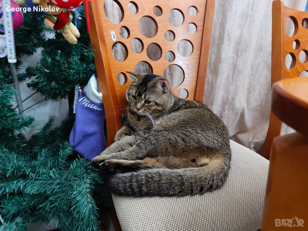  Британец златна чинчила  за разплод , снимка 1