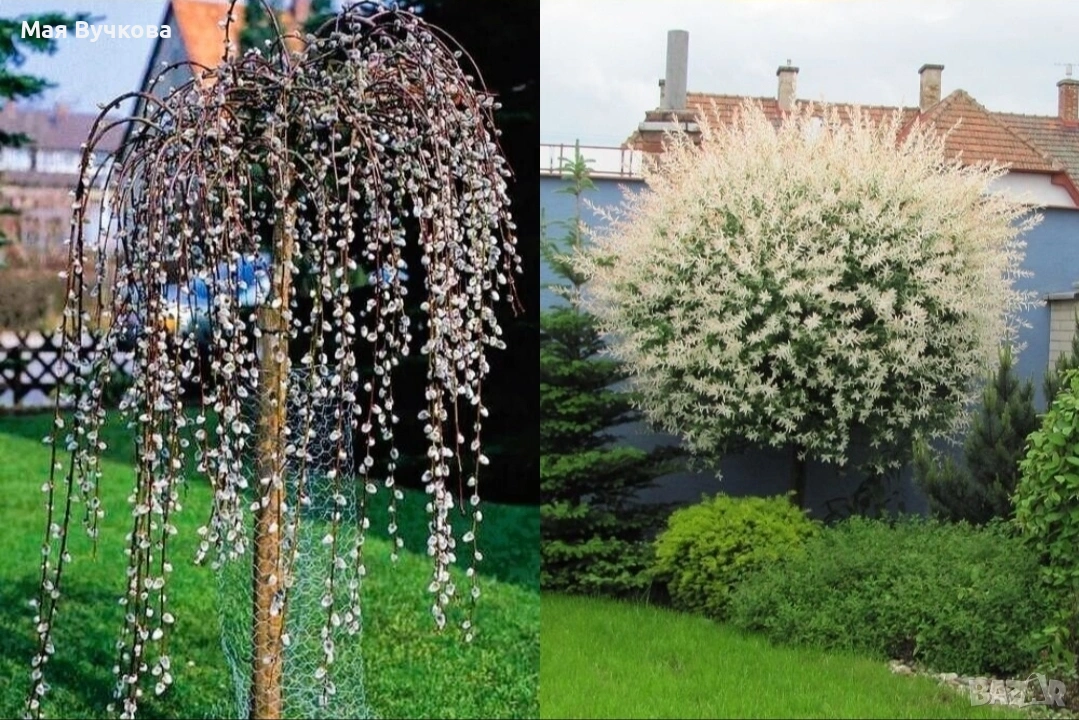 Комплект 2бр върби - плачеща и пъстролиста, снимка 1