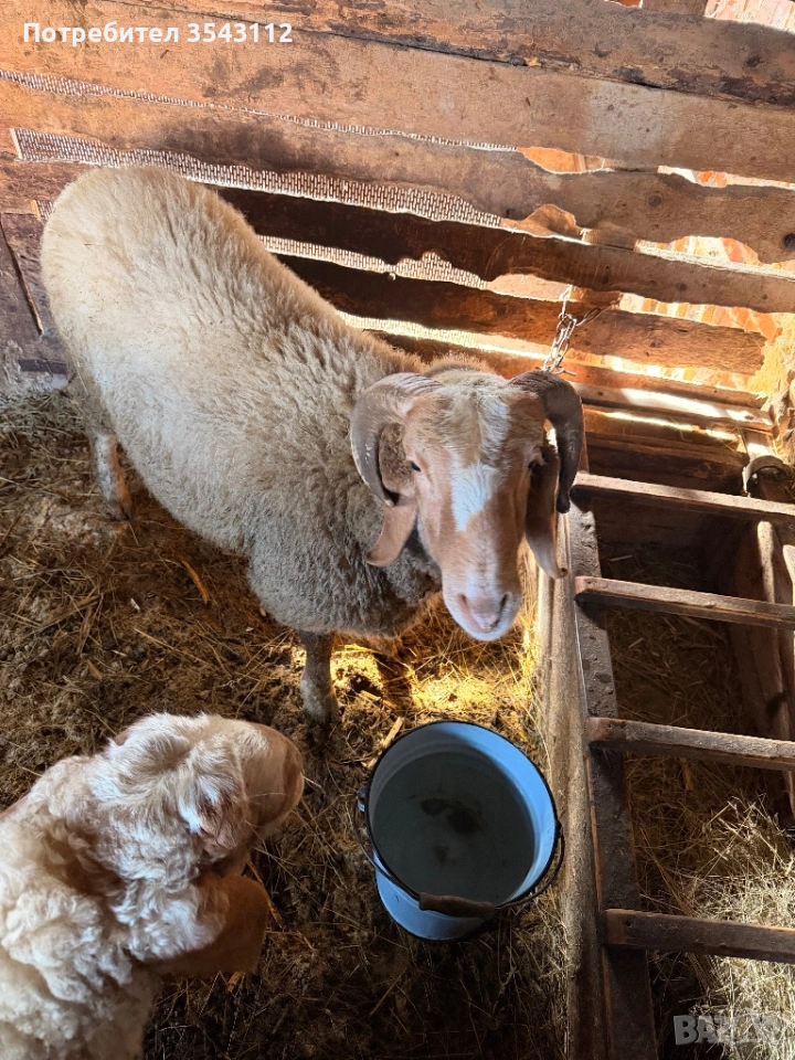 Овен, снимка 1