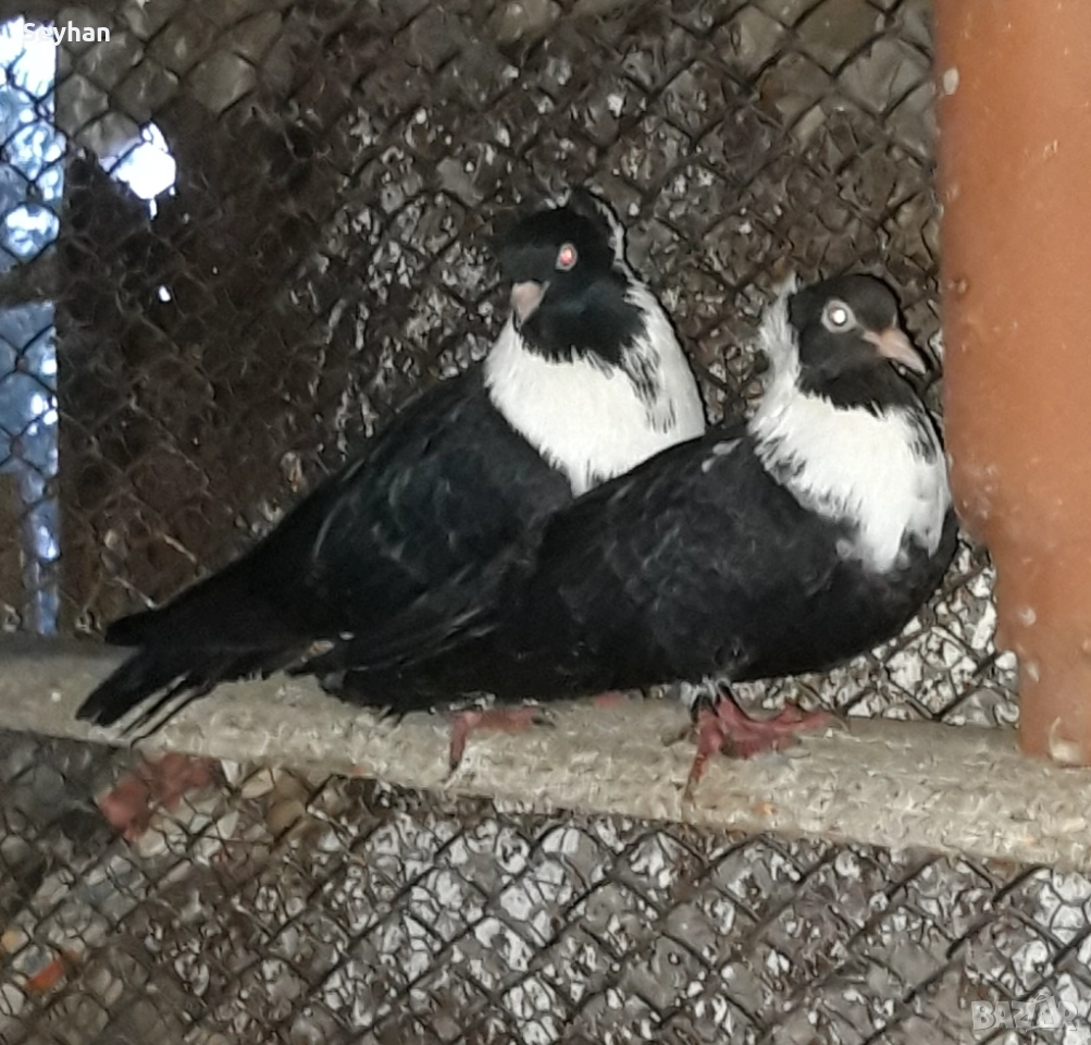 Чирпански гълъби , снимка 1