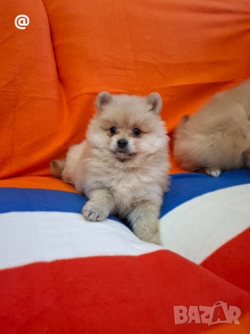 Померан померанчета Гр. София, снимка 12 - Померан - 52597069