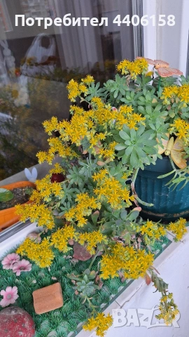 продавам сукуленти, снимка 2 - Градински цветя и растения - 54329114