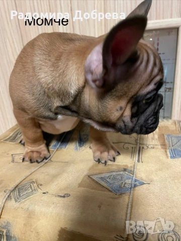 Френски булдог, снимка 8 - Френски булдог - 53711301