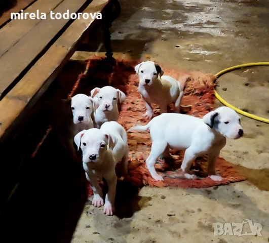 Дого Аржентино , снимка 11 - Дого аржентино - 52413341