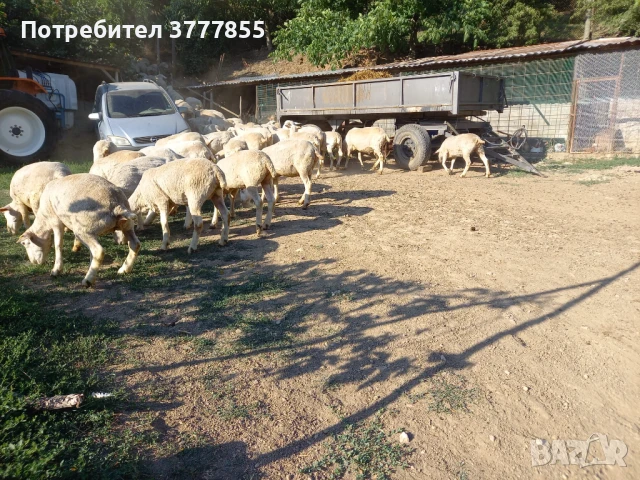 Стадо овце - Скоро раждат !, снимка 6 - Овце - 50899413