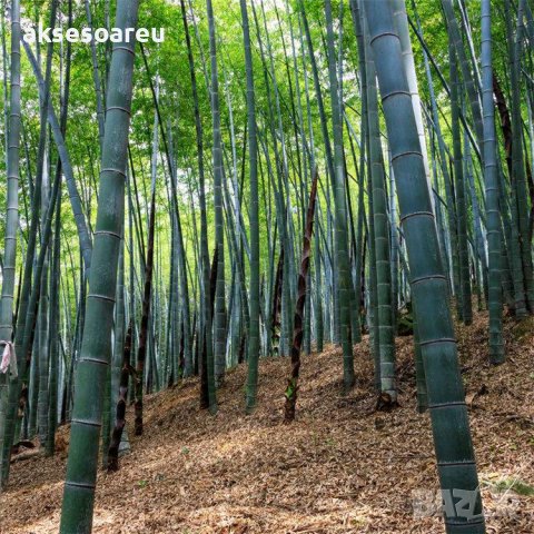 Семена от гигантски бамбук Moso Bambo градински горски декоративни растения декорация за градината д, снимка 15 - Сортови семена и луковици - 37768489