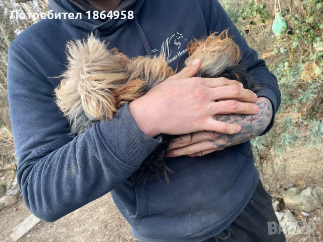 Женско Йорки