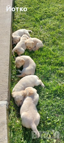 Лабрадор ретривър , снимка 5 - Лабрадор ретривър - 54189754