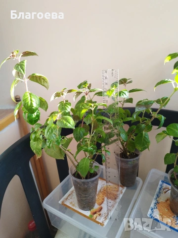 Вкоренени резници Обичка многогодишна/Фуксия Магеланика, снимка 8 - Стайни растения - 52511813