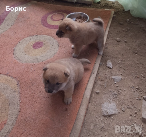 2 бр. Шиба Ину с родословие, снимка 11 - Шиба ину - 52678037