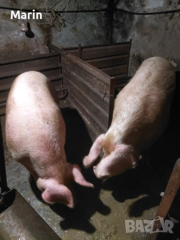 продавам 2 прасета, снимка 3 - Прасета - 52851396