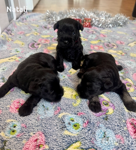 🐶 Малки съкровища търсят своя дом 🐾, снимка 3 - Други - 52828955