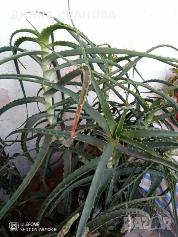 ЖЪЛТА КЛИВИЯ, АЛОЕ ARBORESCENS И АЛОЕ BARBADENSIS., снимка 15 - Стайни растения - 49868477