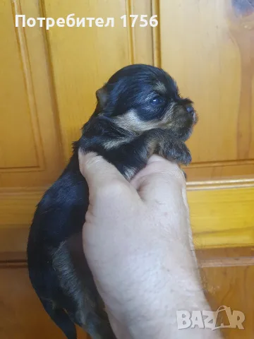 Yorkshir terrier, boy.