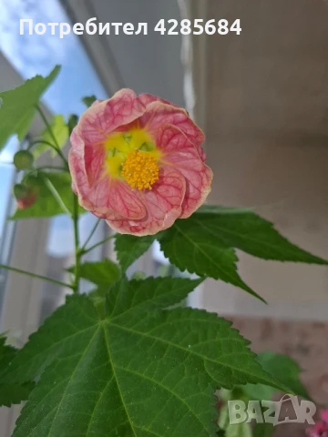 розов абутилон 