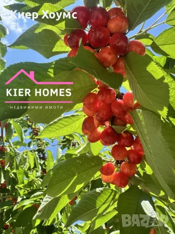 Черешова градина в с. Узунджово, обл. Хасково 🍒