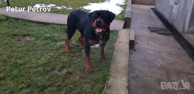 Ротвайлер  за разплод, снимка 13 - Ротвайлер - 19822243