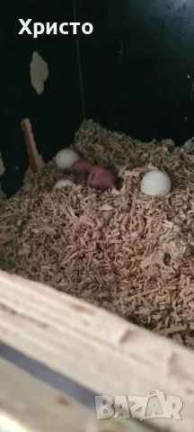 Работещи чифтове малки александри , снимка 7 - Папагали - 47688604