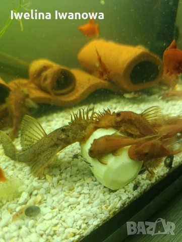 Продавам анциструси, снимка 12 - Рибки - 52562134