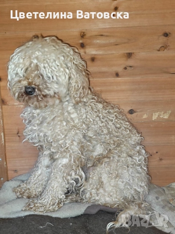 Продавам 3 мини пуделчета – момичета, 8 месеца , снимка 6 - Пудели - 52634858