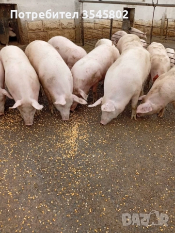 Прасета 6лв/кг