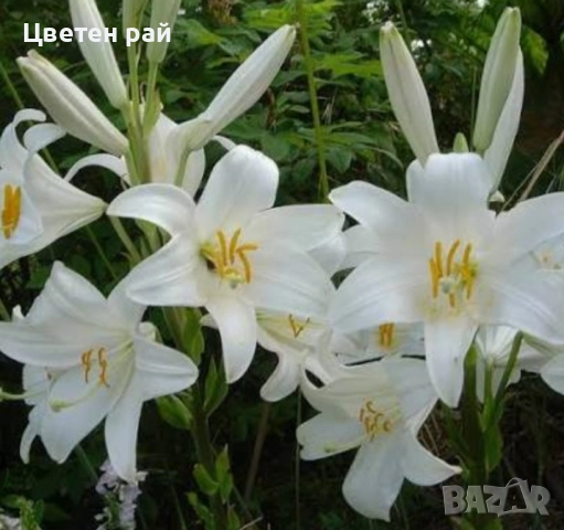 Ароматен бял крем лилиум Мадона , снимка 1