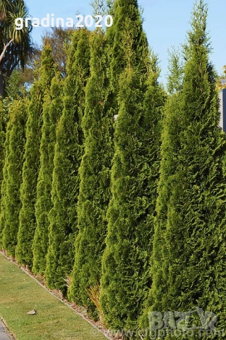 Западна туя Фастигиата, снимка 2 - Разсади - 52830327