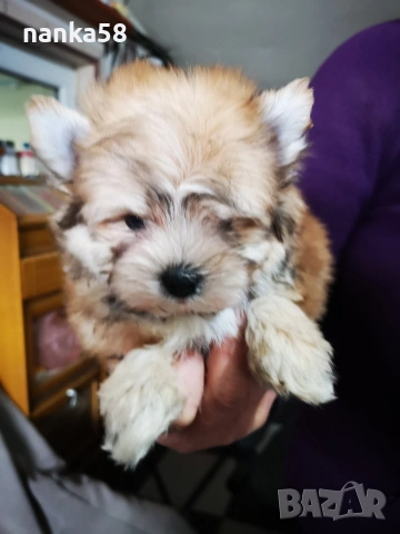 Продавам болонка ,йорки