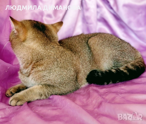 Шотландско мъжко с родословие , снимка 2 - Британска късокосместа - 52998142