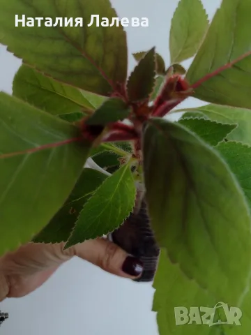 Колерия, kohleria red, снимка 4 - Стайни растения - 56304422