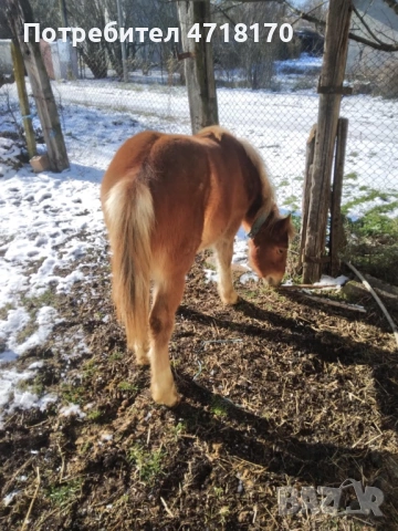 Продавам конче на 9 месеца, снимка 2 - Коне - 53213944