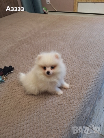 Померан померан, снимка 2 - Померан - 52746340