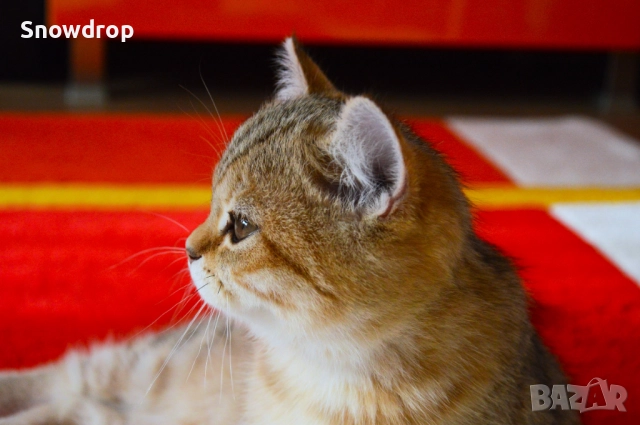 Златно тикирано таби, Британска късокосместа котка, снимка 5 - Британска късокосместа - 52955816