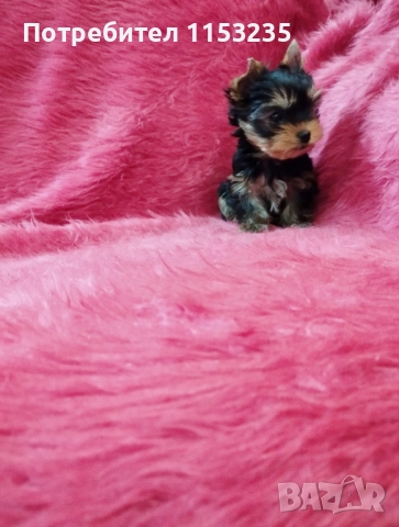 йоркширски териер, снимка 6 - Йоркширски териер - 52843747