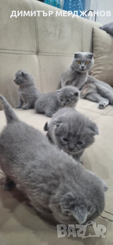 Малки сладкишчета търсят своето семейство