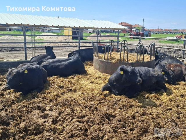 Свободни месодайни телета, снимка 7 - Крави - 54174825