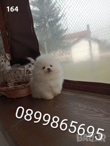 Чисто бял миниатюрен мини Померан. Реални снимки от 21.03.26, снимка 4 - Померан - 53885669