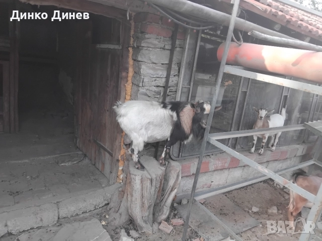 Мини холандски козлета ,кози ,яре , снимка 7 - Кози - 51728029