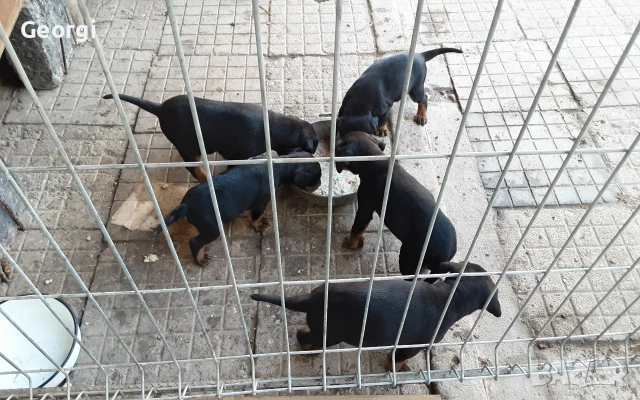 Продавам 6 бр. малки кучета ягтериери., снимка 3 - Ягдтериер - 53265603