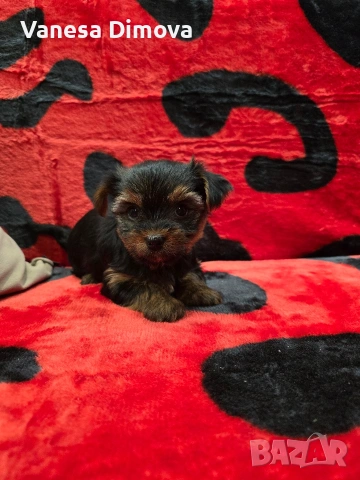 мини йоркширски териер, снимка 4 - Йоркширски териер - 53978974