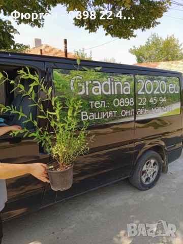 Храстовидна ,Пъстролистна японска върба / Salix Hakuro Nishiki, снимка 10 - Разсади - 40382084