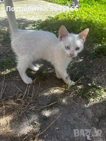Бели котета- Турска ангора, снимка 7 - За котки - 55982403