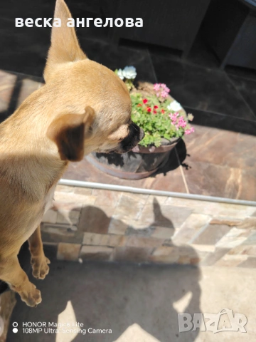 Мини чихуахуа момиче, снимка 2 - Чихуахуа - 54126050