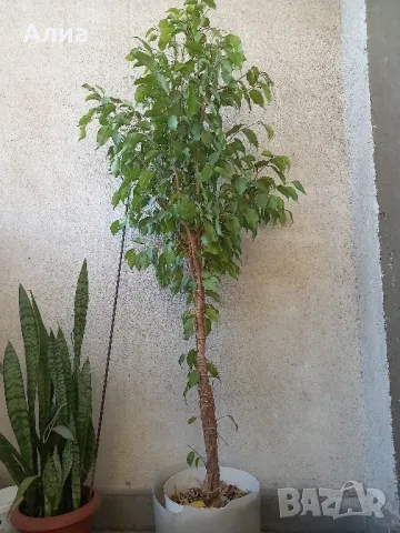 Фикус бенджамин 170см, драцена 120см, снимка 9 - Градински цветя и растения - 34362136