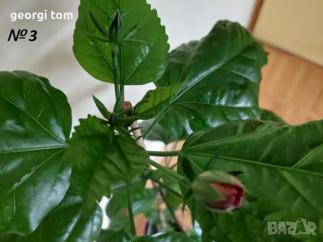 Китайска роза 20-25 лв., снимка 5 - Стайни растения - 49127632