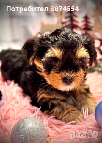 Йоркширски-Бивер териер момиче, снимка 2 - Йоркширски териер - 52916803