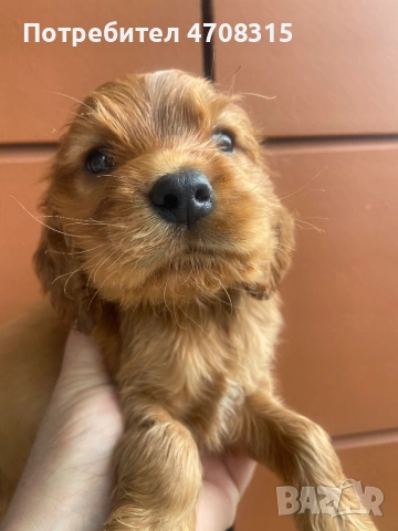 Кокер шпаньол червен цвят момче ваксина