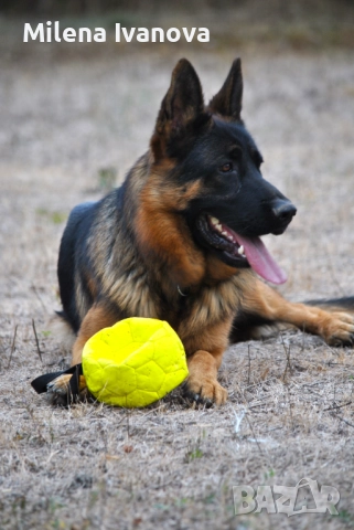 Отлично мъжко куче за разплод , снимка 4 - Немска овчарка - 51534737